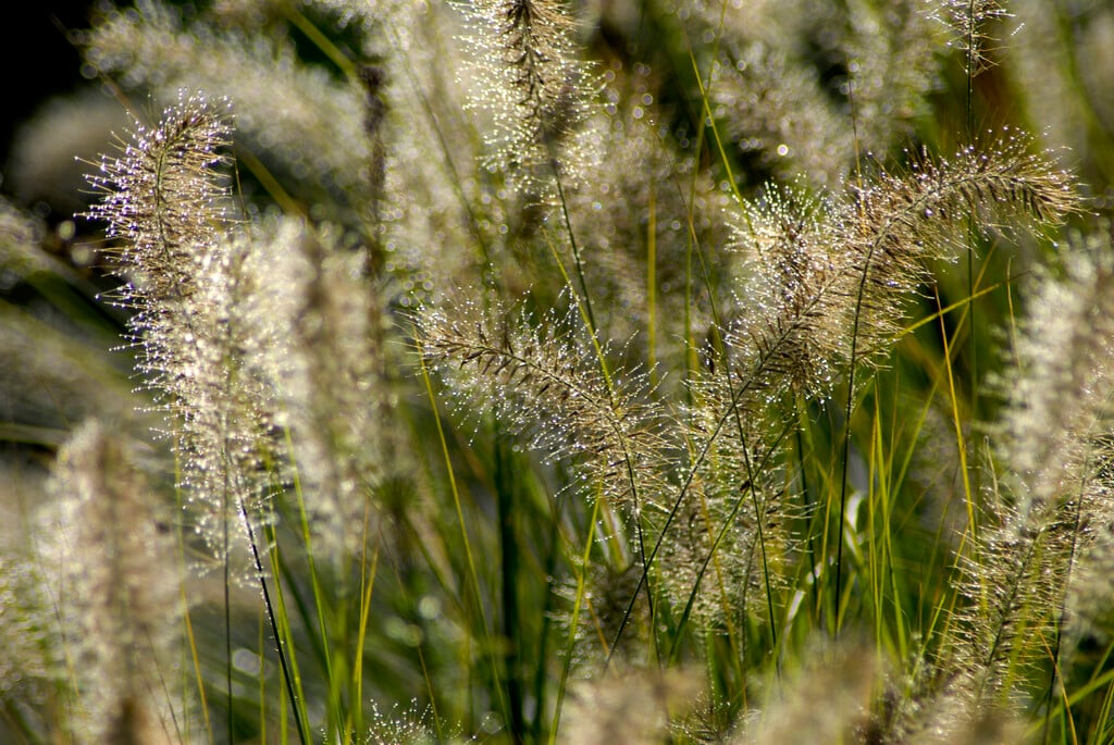Chinese fountain grass 'Magic'