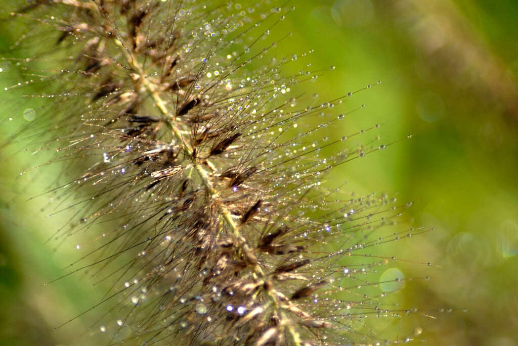 Chinese fountain grass 'Magic'