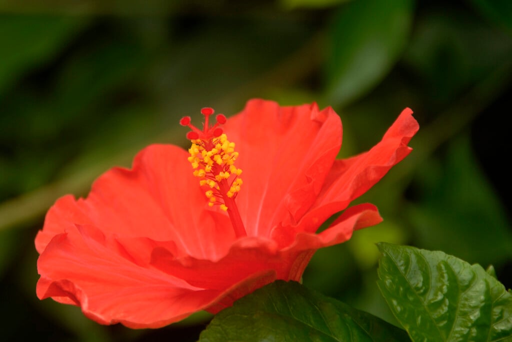 <i>Hibiscus</i> red
