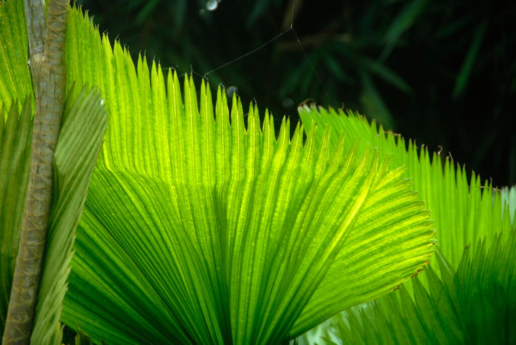 fan palm