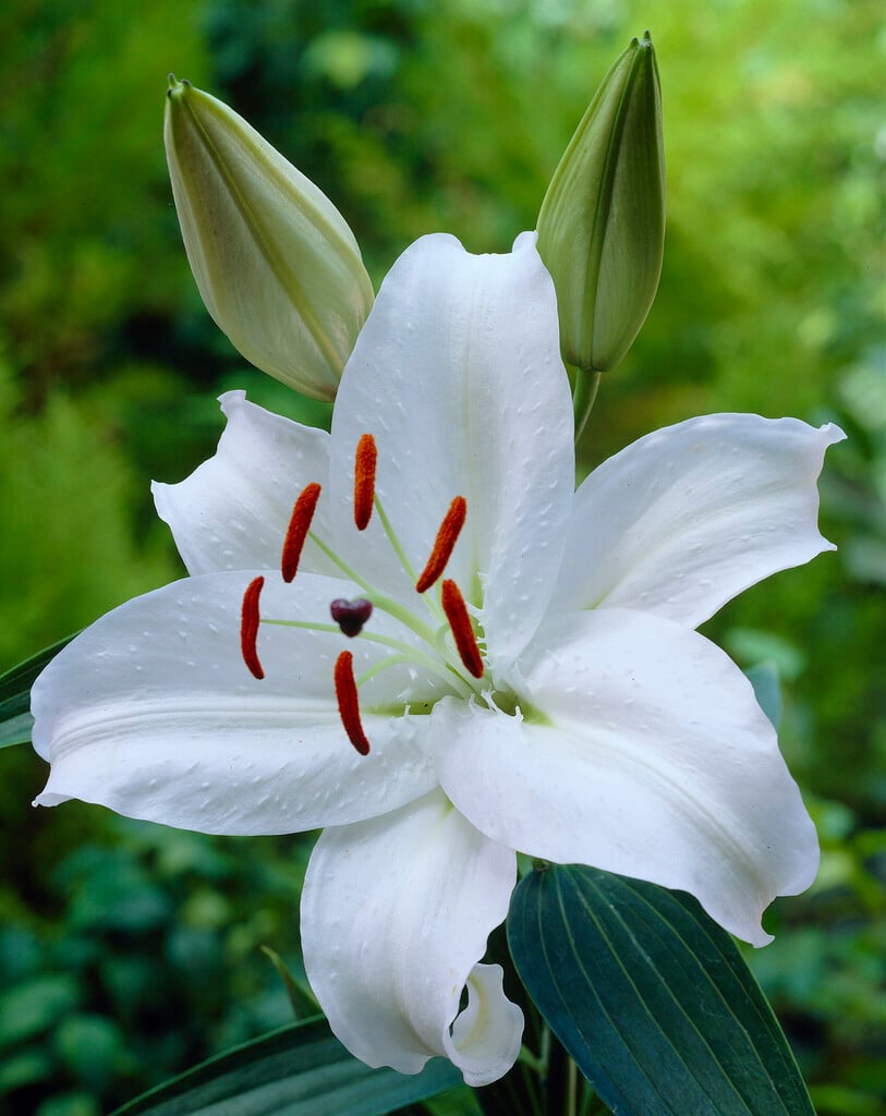 lily 'White Stargazer'