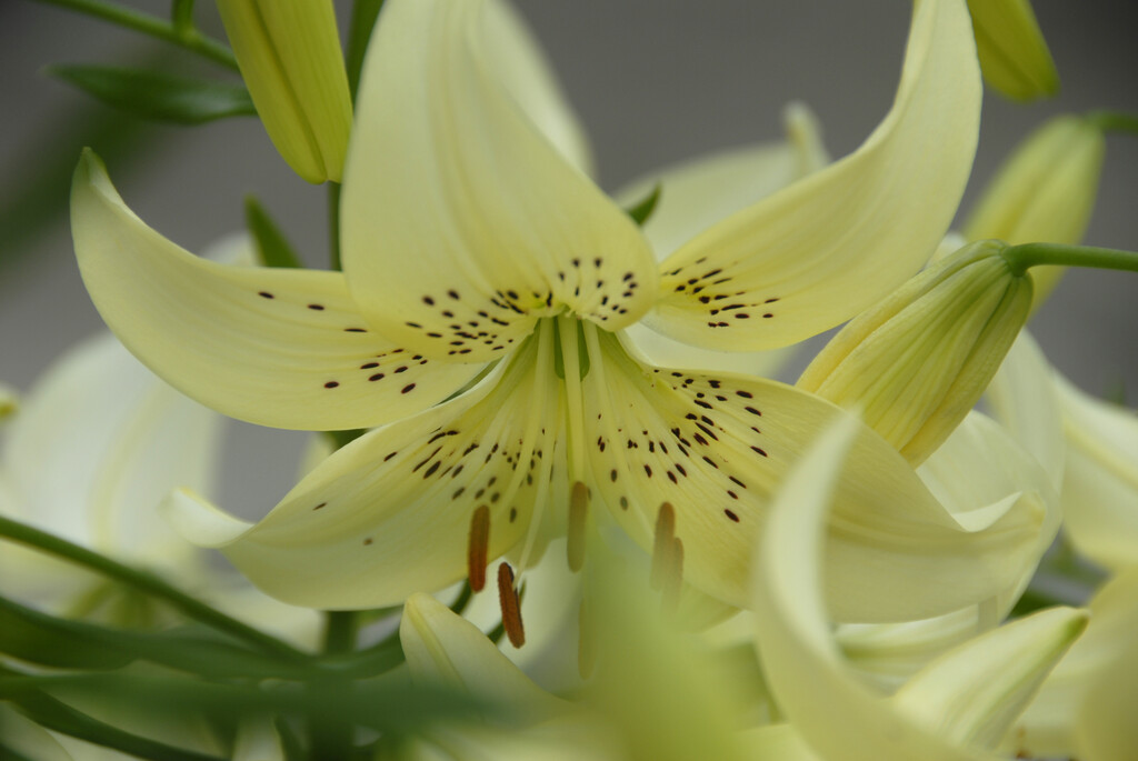lily 'Sweet Surrender'
