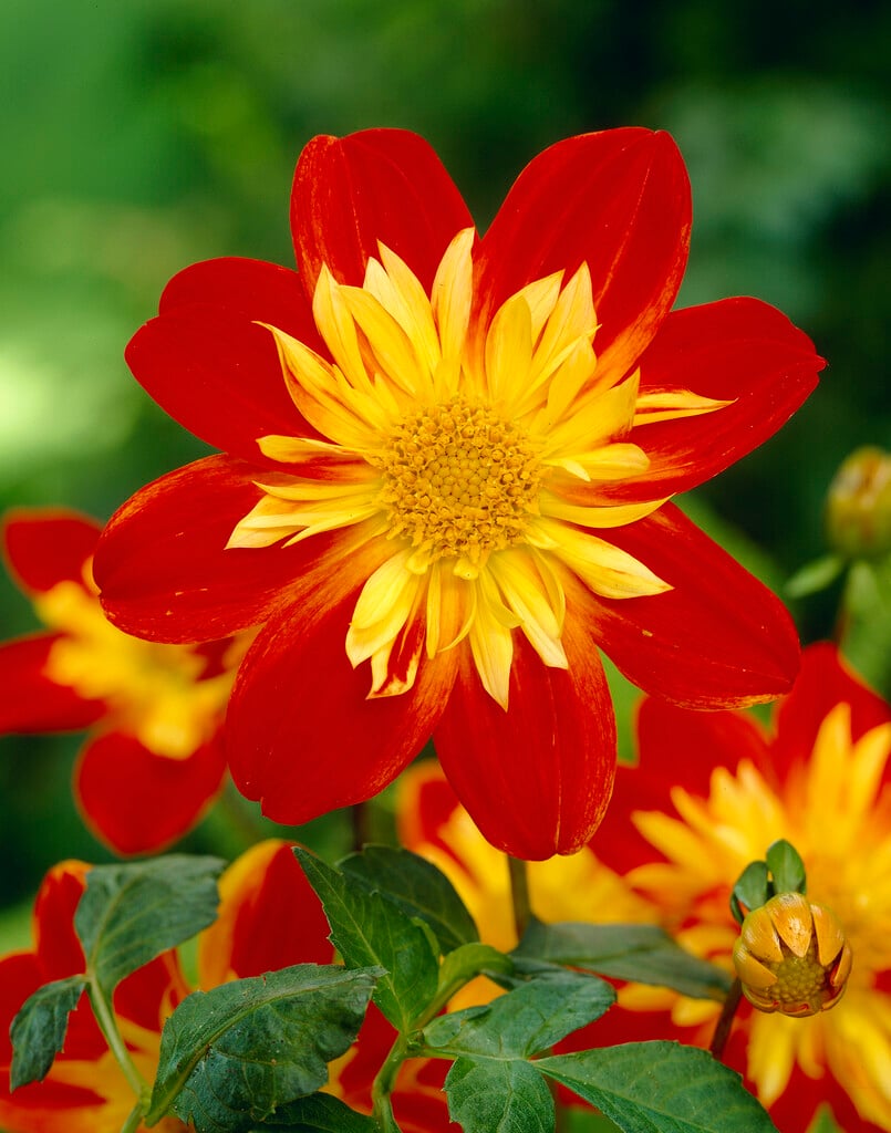 <i>Dahlia</i> 'La Gioconda' (Col)
