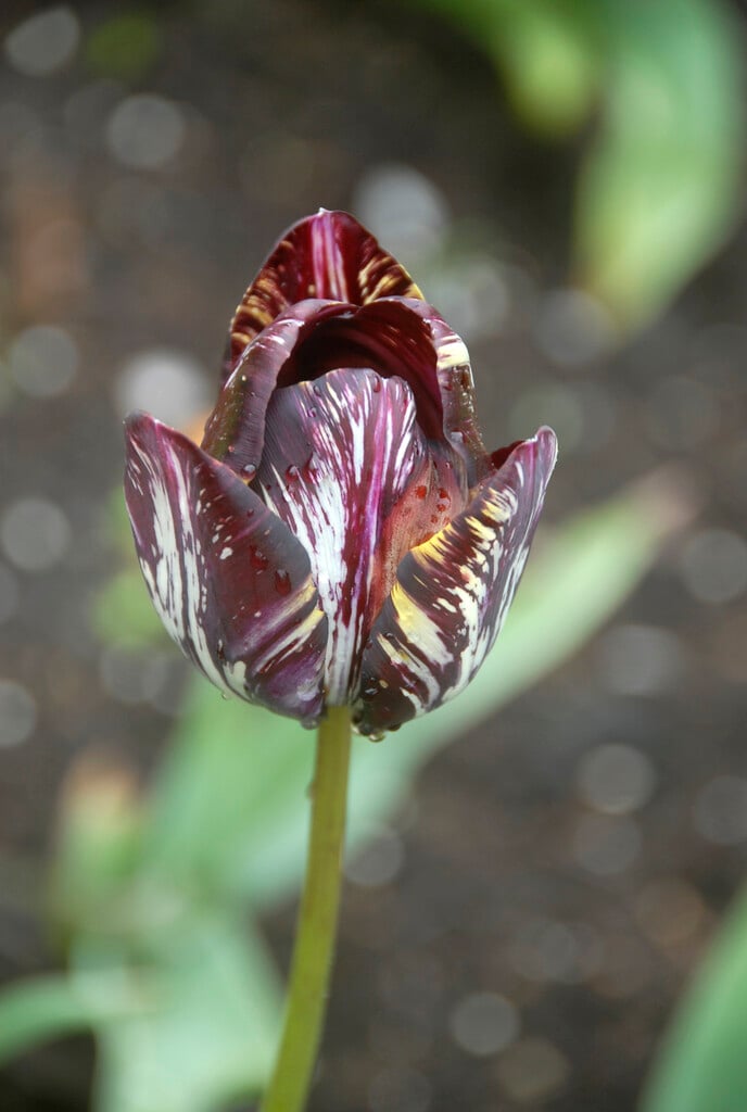 tulip 'Insulinde'