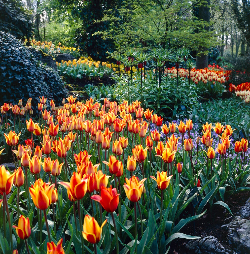tulip 'Cape Cod'