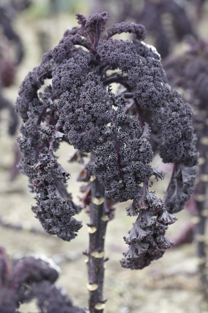 borecole 'Redbor'