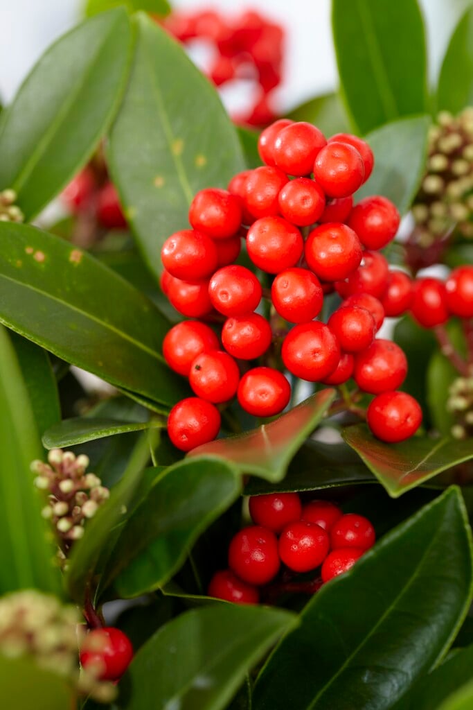 skimmia 'Temptation'
