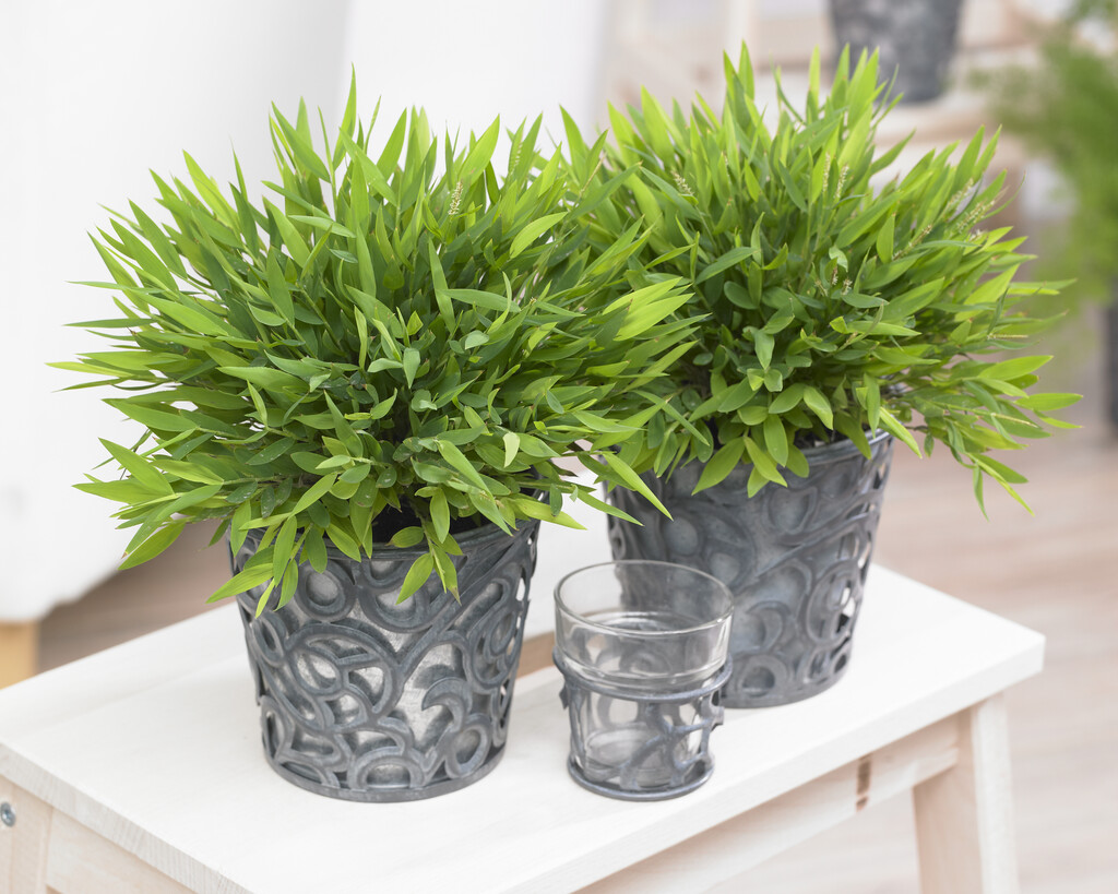 <i>Pogonatherum</i> <i>paniceum</i> 'Monica'
