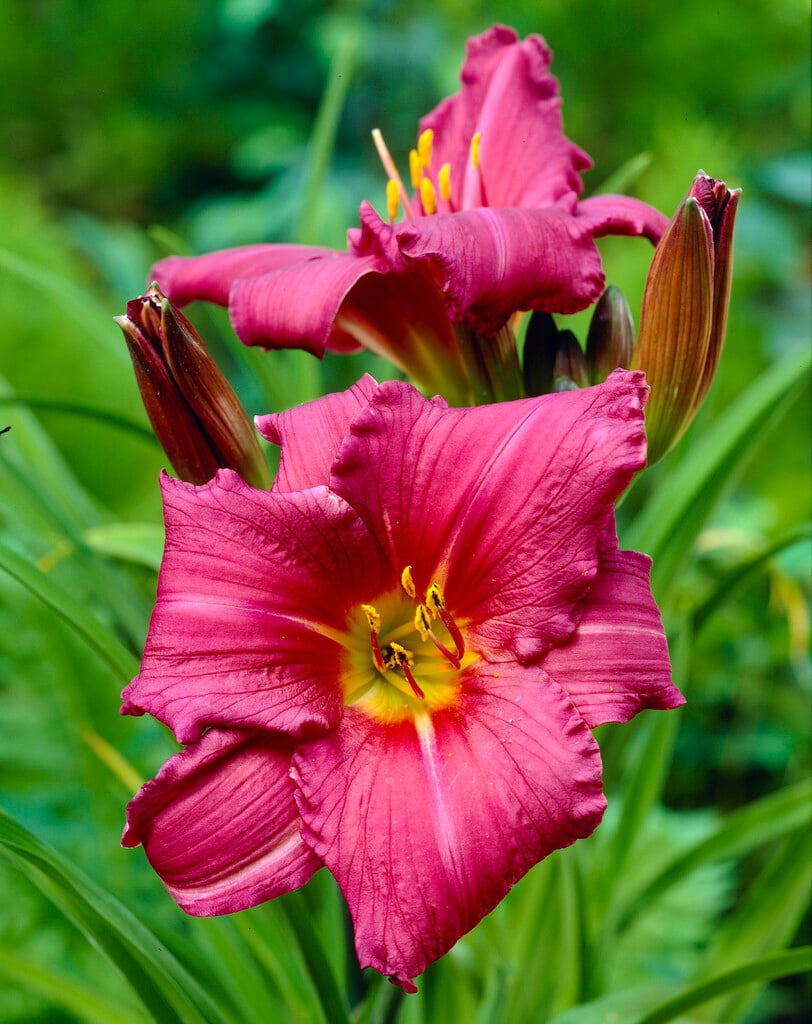 daylily 'Summer Wine'