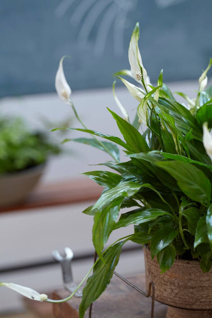 peace lily 'Chopin'