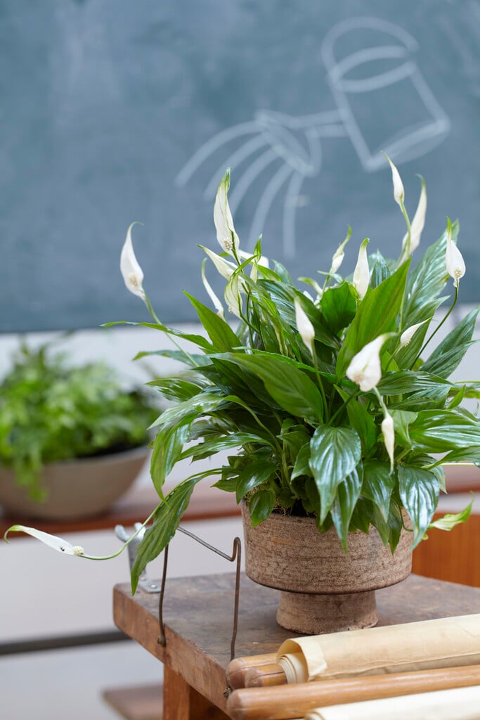 peace lily 'Chopin'