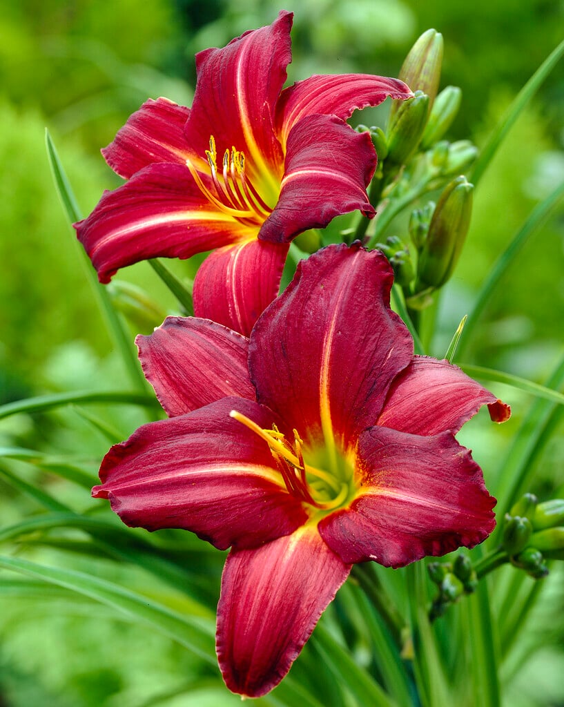 daylily 'Chicago Royal Crown'
