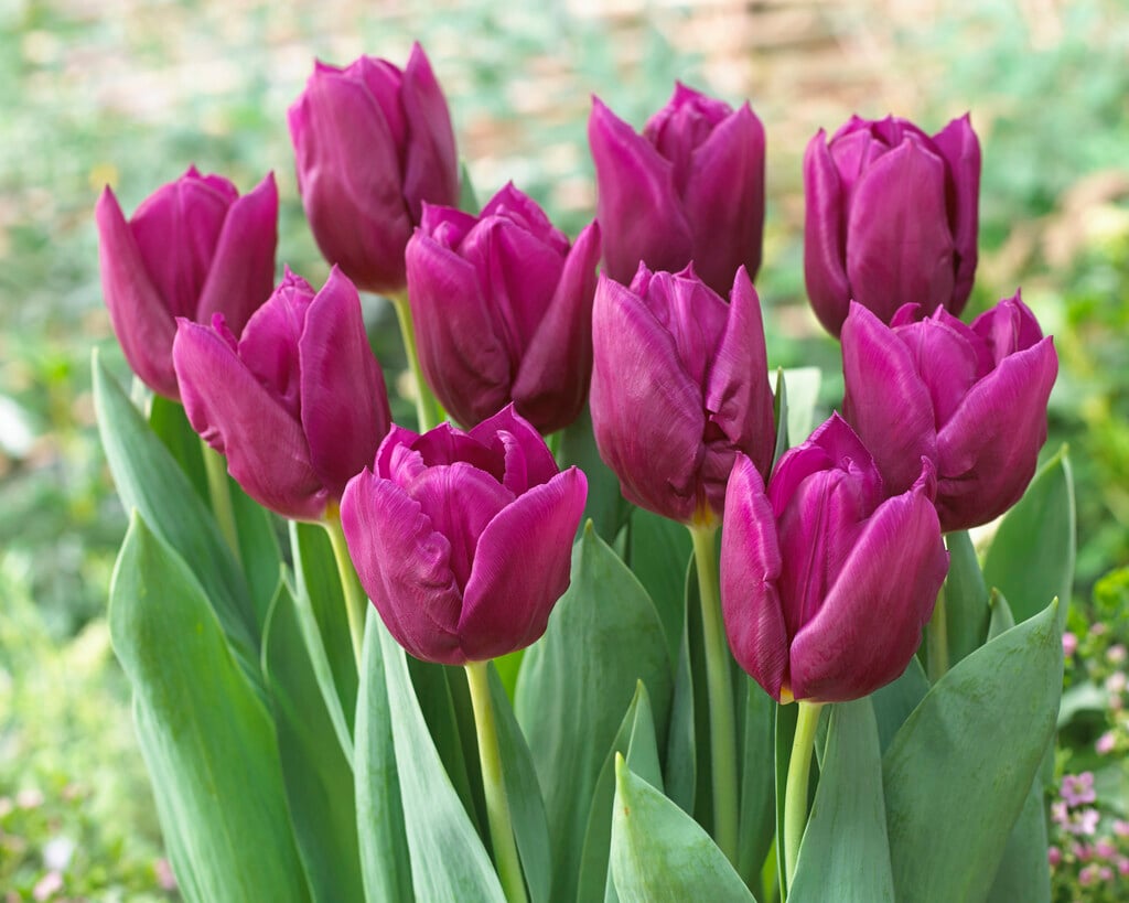tulip 'Laptop'