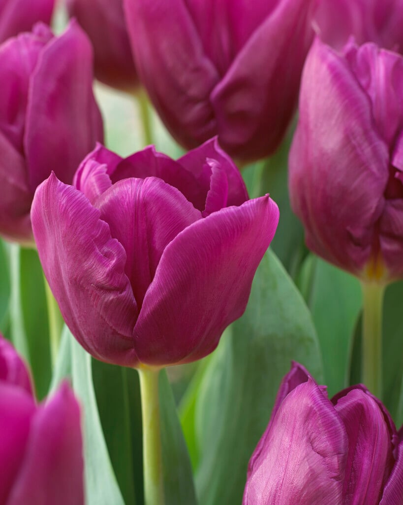 tulip 'Laptop'