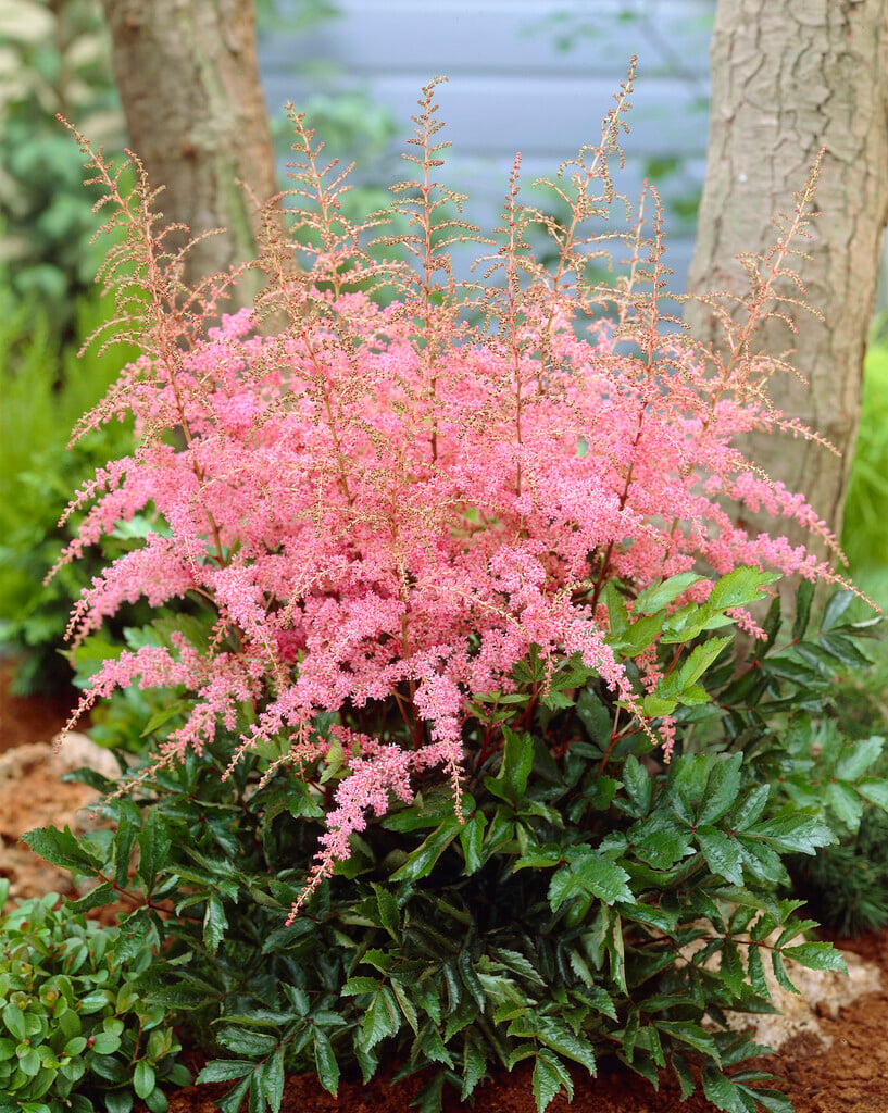 <i>Astilbe</i> 'Flamingo' (_simplicifolia_ hybrid)