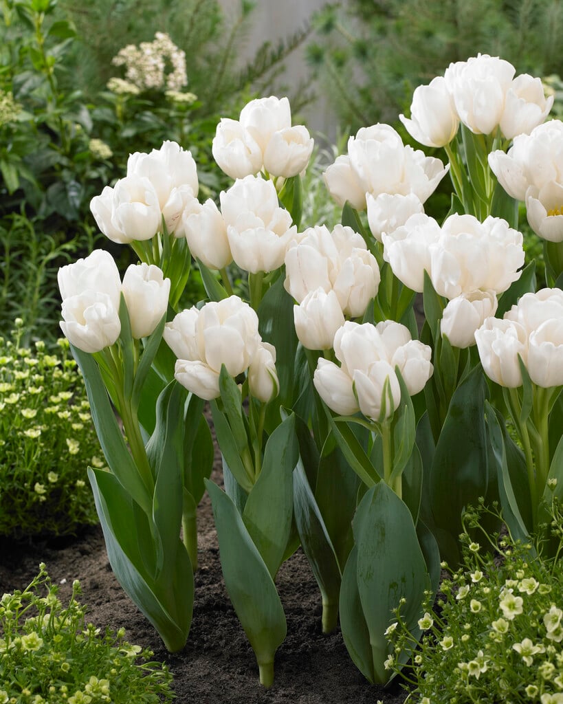 tulip 'Weisse Berliner'