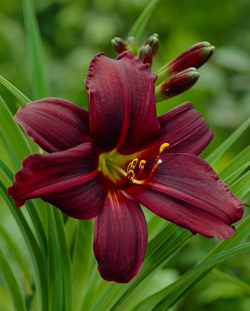 daylily 'Black Emanuelle'