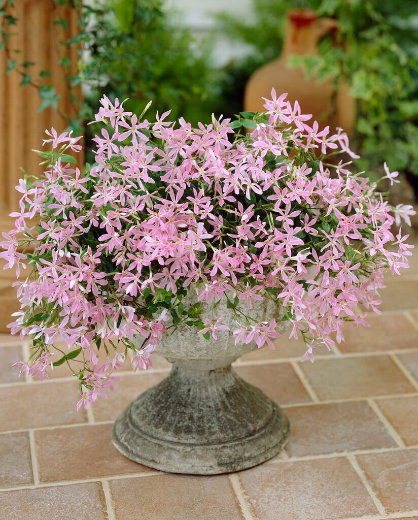 northern phlox 'Wagon Wheel'