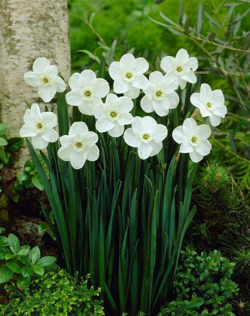 daffodil 'Green Pearl'