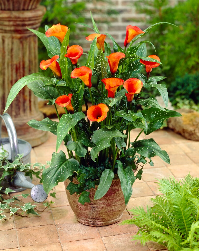 arum lily 'Mango'