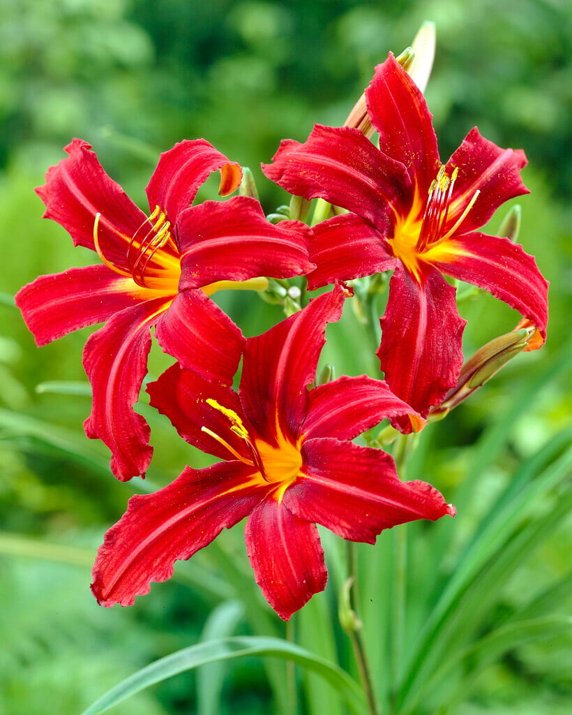 daylily 'Crimson Pirate'