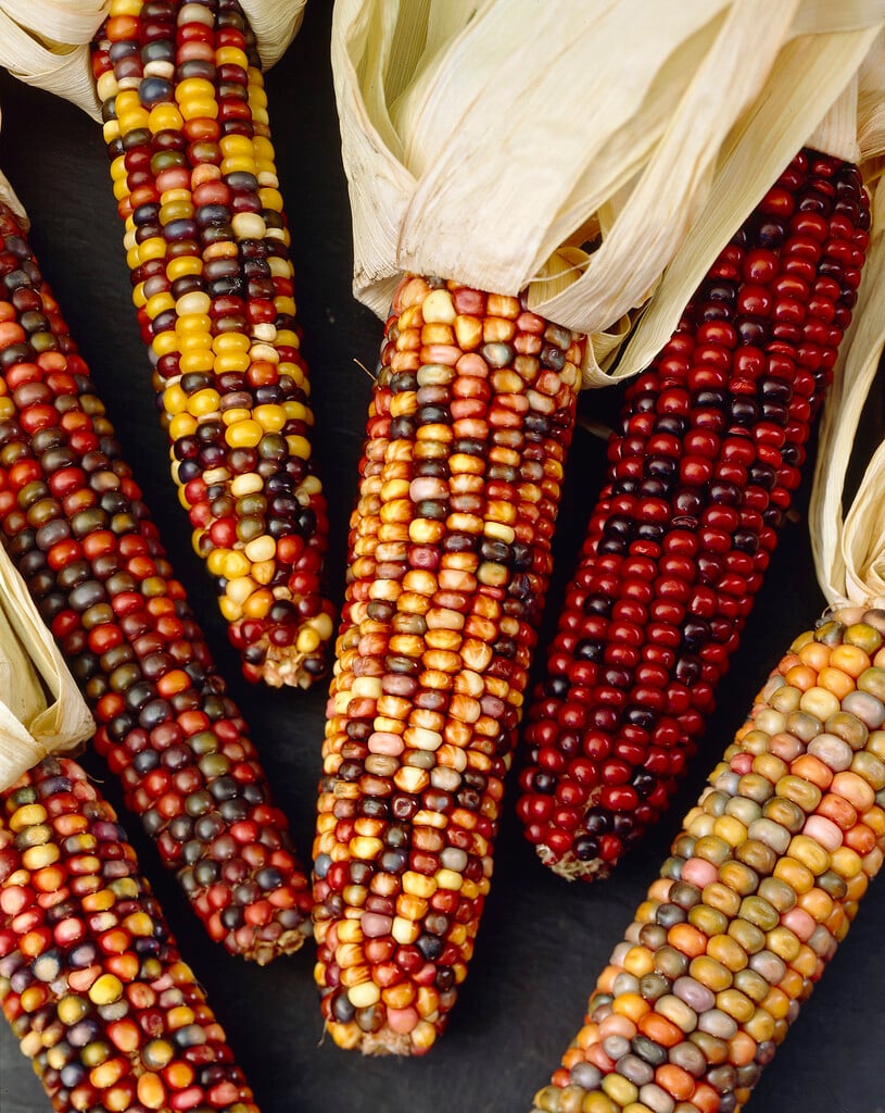 Japanese maize