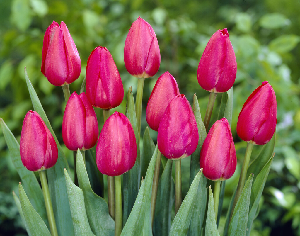 tulip 'Grand Style'