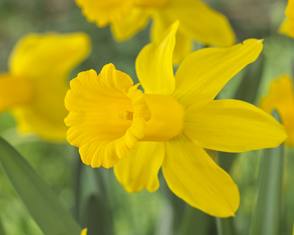 daffodil 'Tweety Bird'