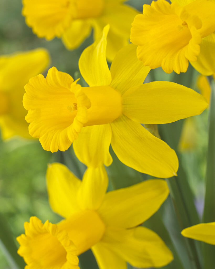 daffodil 'Tweety Bird'