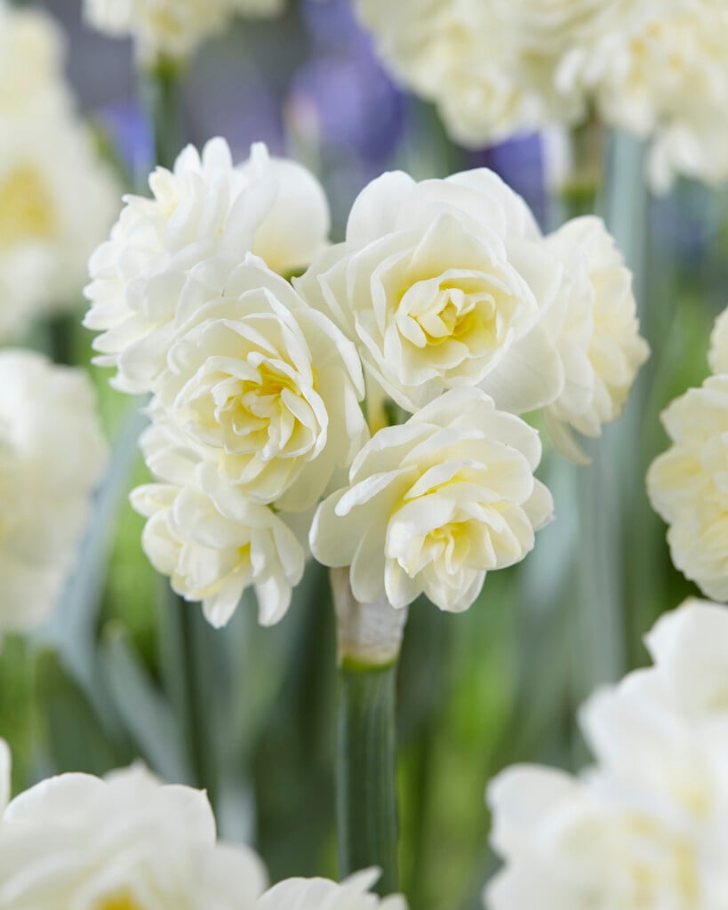 daffodil 'Erlicheer'