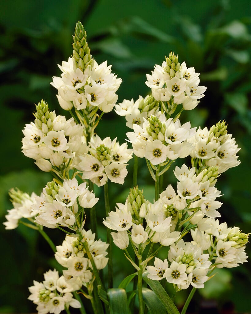 <i>Ornithogalum</i> 'Mount Everest'