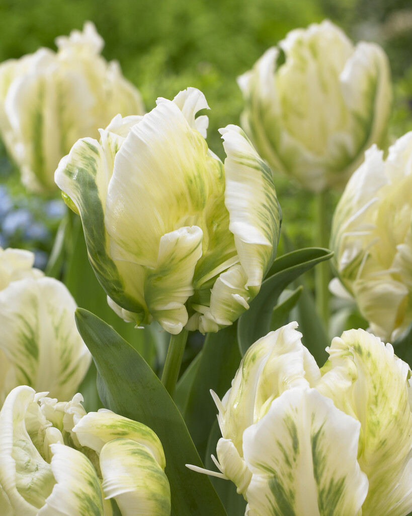 tulip 'Madonna'