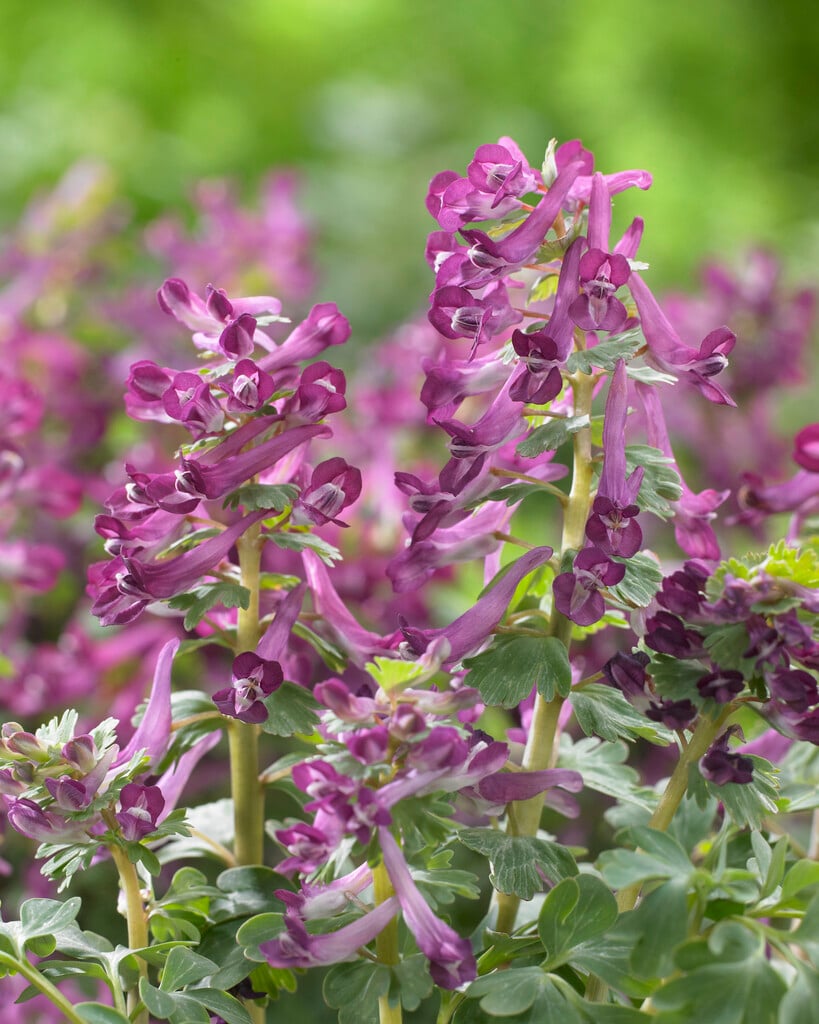 fumewort 'Purple Bird'