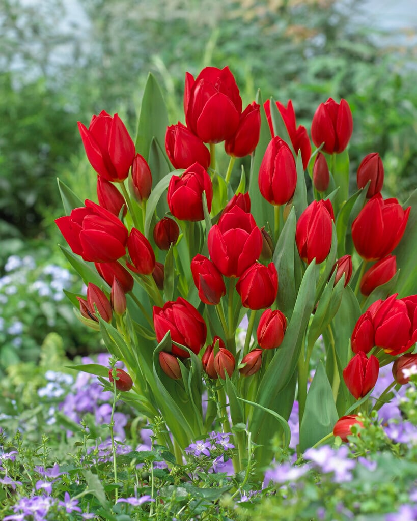 tulip 'Roulette'