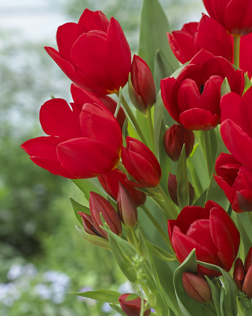 tulip 'Roulette'