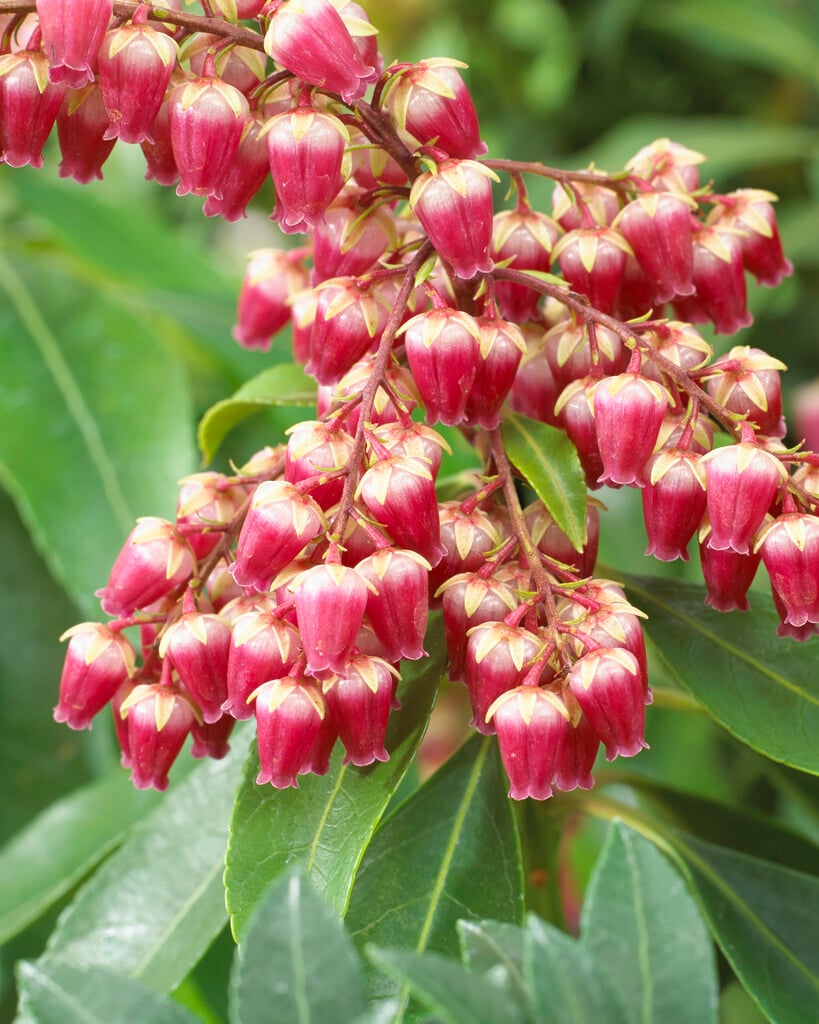 pieris 'Valley Valentine'