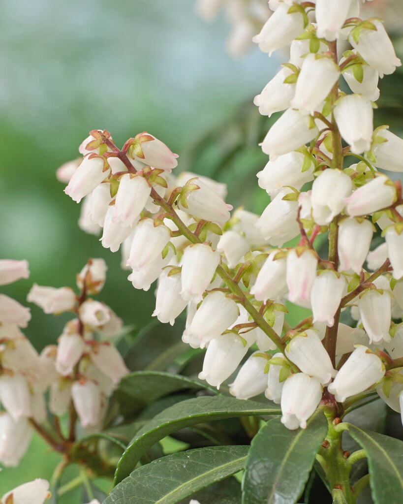 pieris 'Bonfire'