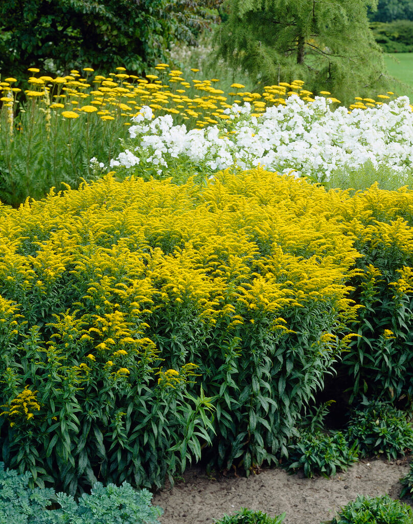 goldenrod 'Crown of Rays'