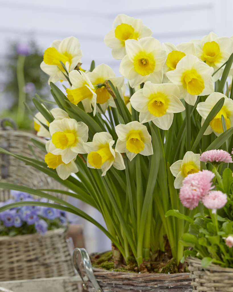 daffodil 'Mrs Iwasa Masako'