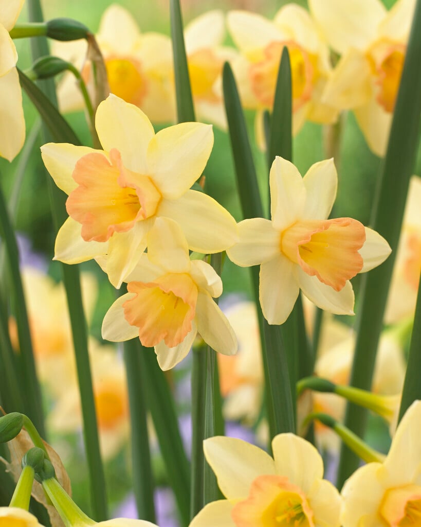 daffodil 'Blushing Lady'