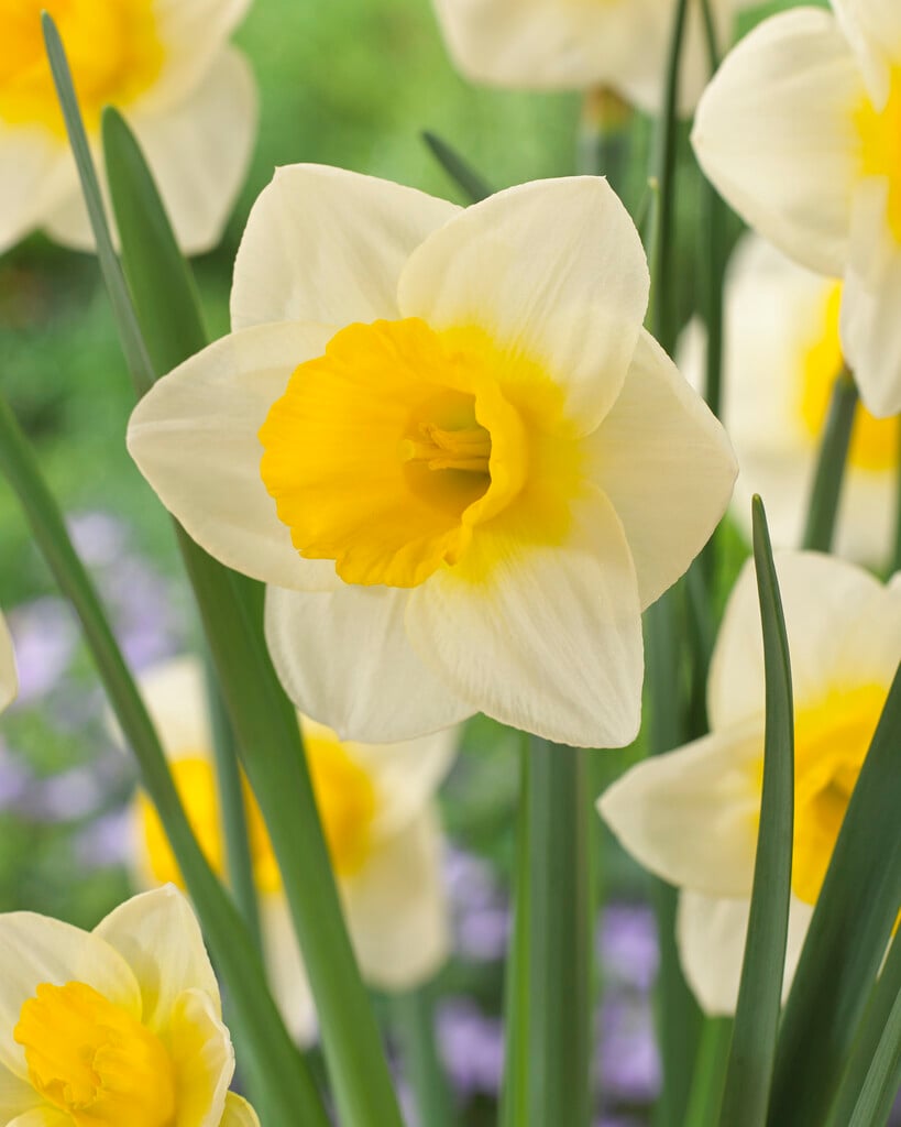 daffodil 'Mrs Iwasa Masako'