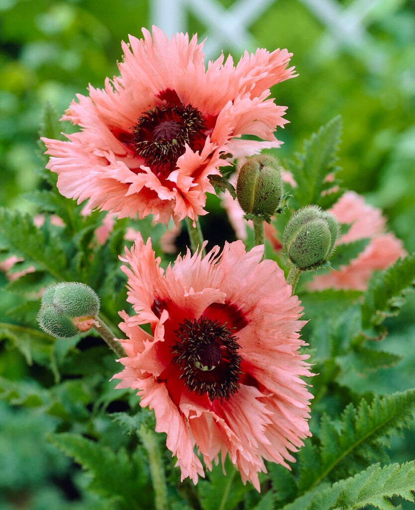 oriental poppy 'Pink Ruffles'