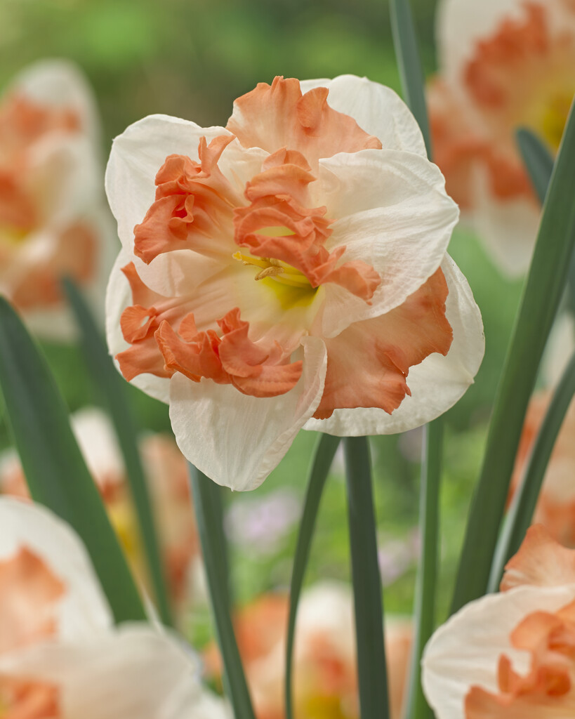 daffodil 'Sunny Girlfriend'