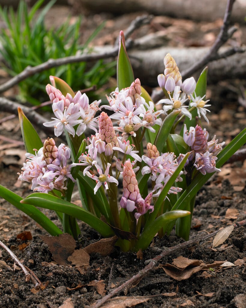 alpine squill 'Rosea'
