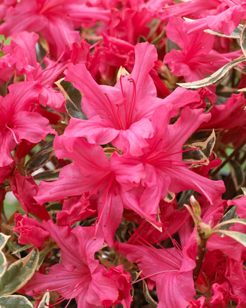 rhododendron 'Silver Sword'