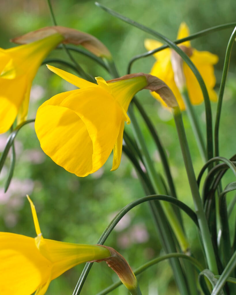 hoop petticoat daffodil 'Diamond Ring'