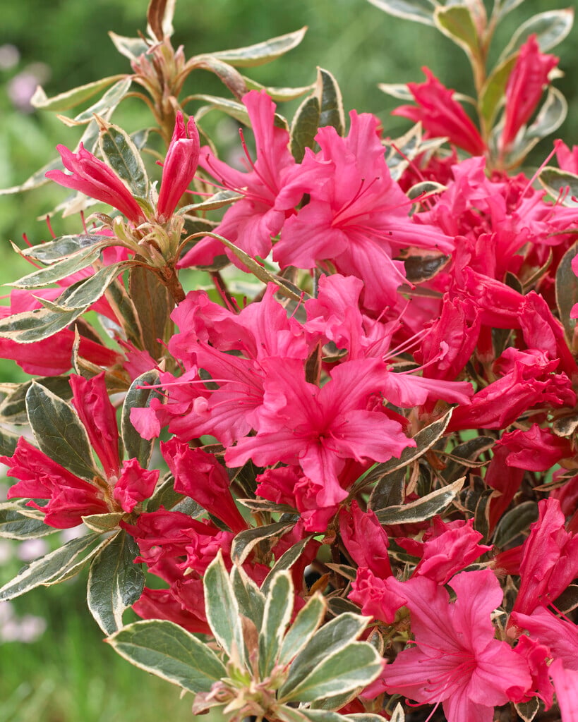 rhododendron 'Silver Sword'
