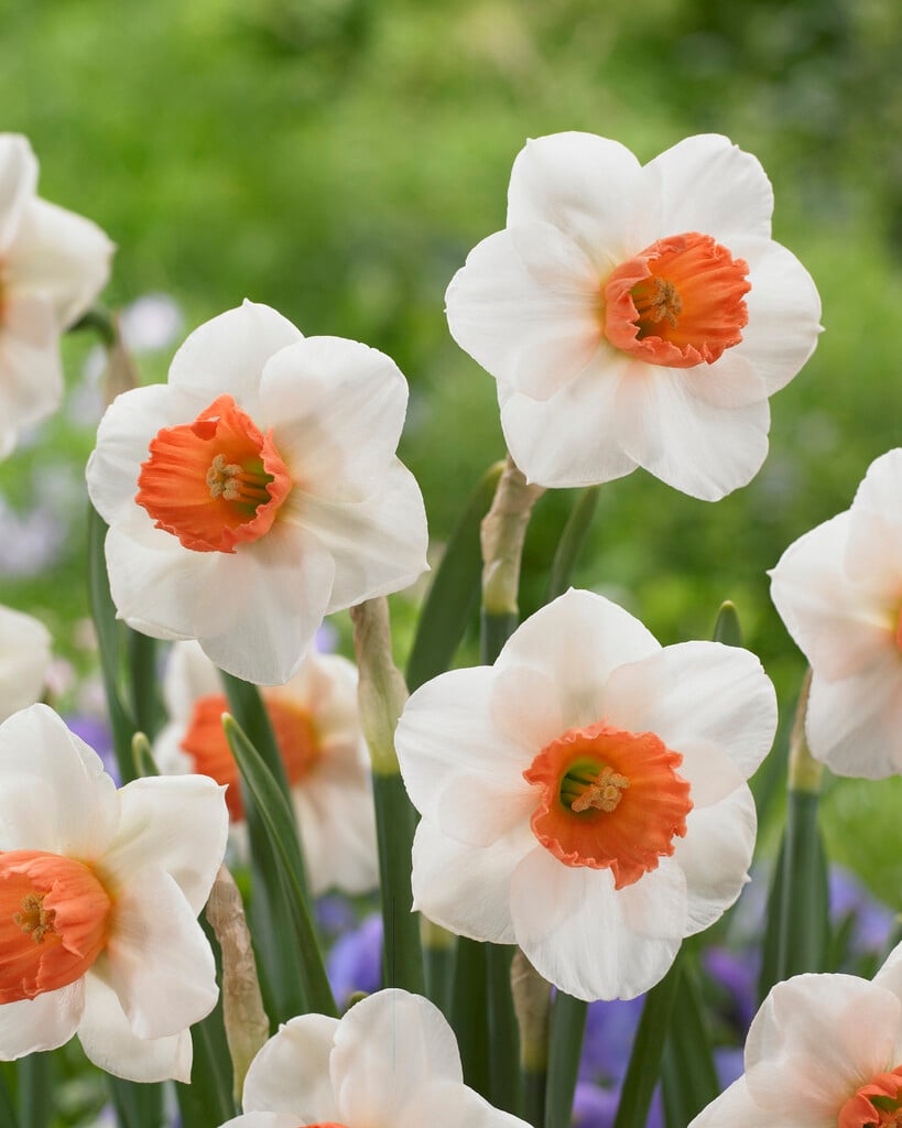 daffodil 'Brooke Ager'
