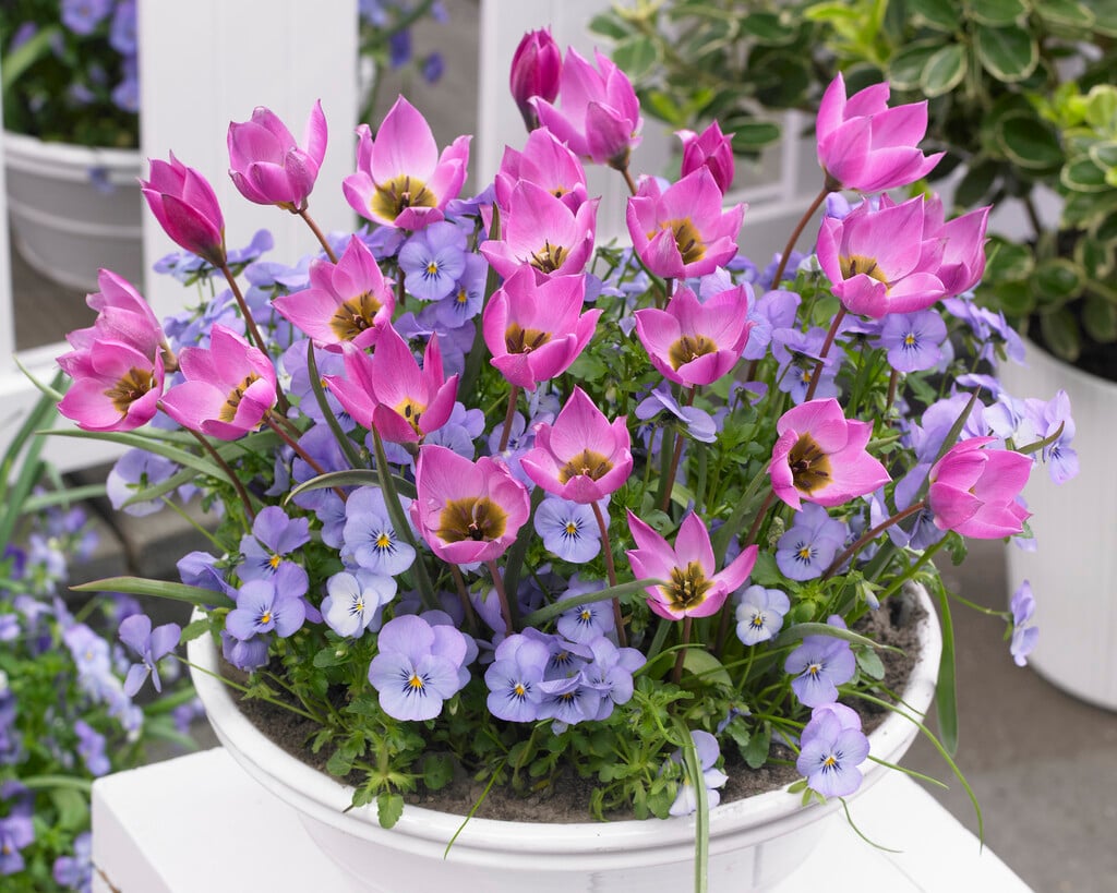 Tulipa humilis 'Helene' (15) | tulip 'Helene' Bulbs/RHS