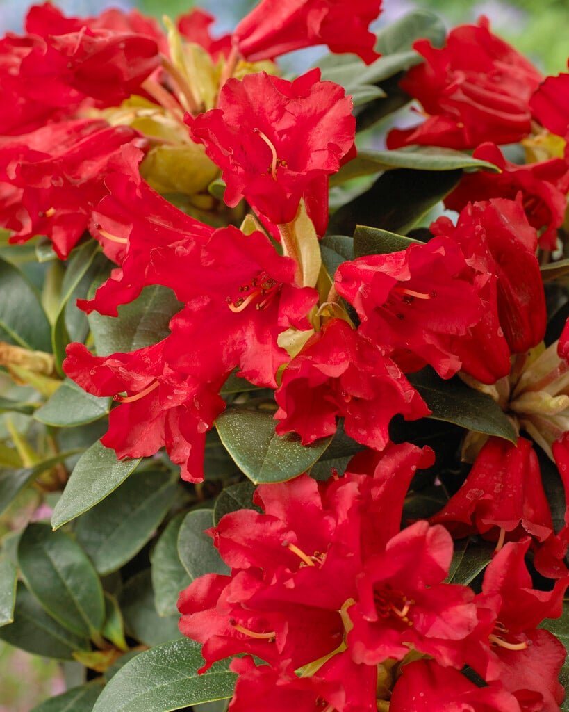 Rhododendron 'Bengal'|rhododendron 'Bengal'/RHS Gardening